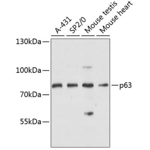 p63 Rabbit pAb