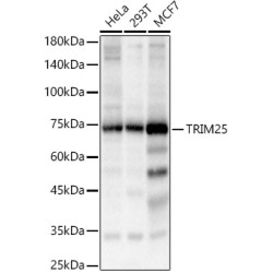 TRIM25 Rabbit pAb