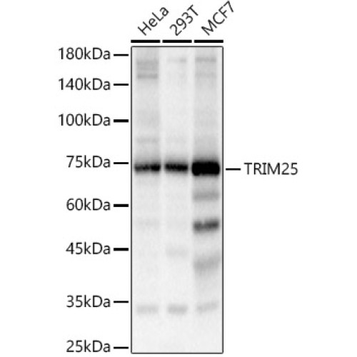 TRIM25 Rabbit pAb