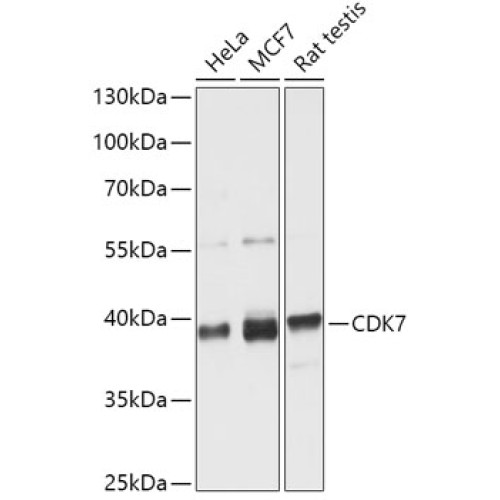 [KO Validated] CDK7 Rabbit pAb