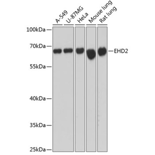 EHD2 Rabbit pAb