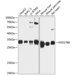 HSD17B8 Rabbit pAb