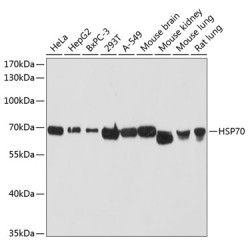 HSP70 Rabbit pAb