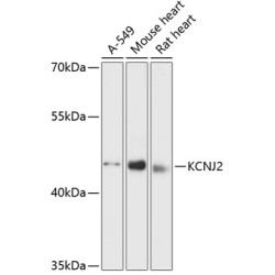 KCNJ2 Rabbit pAb