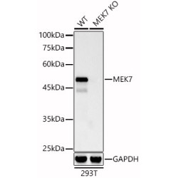 [KO Validated] MEK7 Rabbit mAb