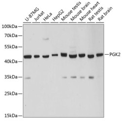 PGK2 Rabbit pAb