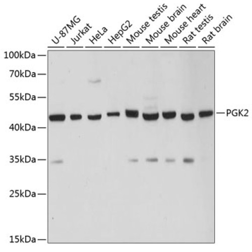 PGK2 Rabbit pAb