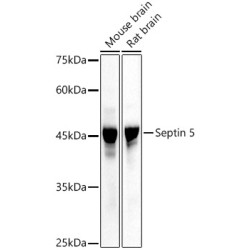 Septin 5 Rabbit pAb
