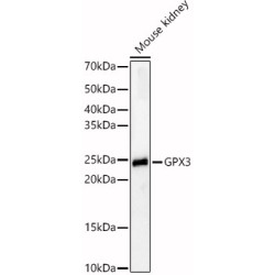 GPX3 Rabbit pAb