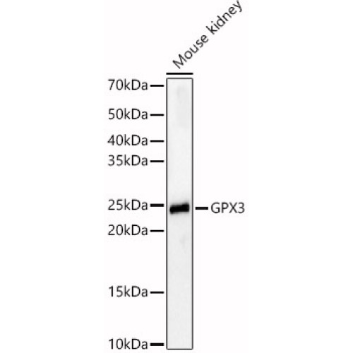 GPX3 Rabbit pAb