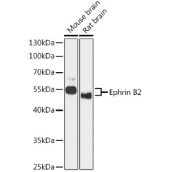 Ephrin B2 Rabbit pAb