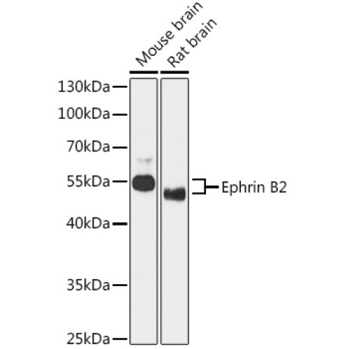 Ephrin B2 Rabbit pAb