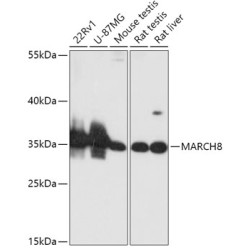 MARCH8 Rabbit pAb