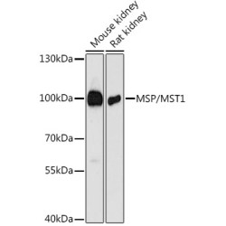 MSP/MST1 Rabbit pAb