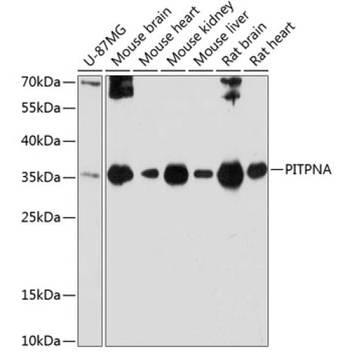 PITPNA Rabbit pAb