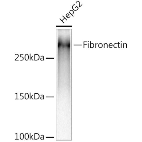 Fibronectin Rabbit mAb