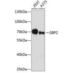 GBP2 Rabbit pAb