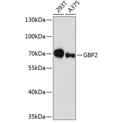 GBP2 Rabbit pAb