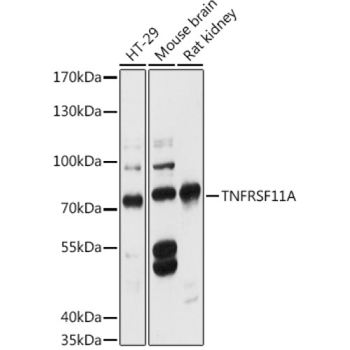 TNFRSF11A Rabbit pAb