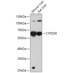 CYP2D6 Rabbit pAb