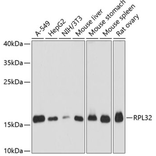 RPL32 Rabbit pAb