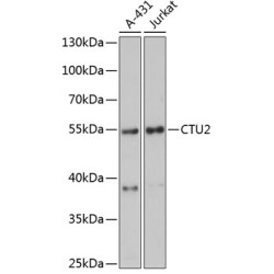 CTU2 Rabbit pAb