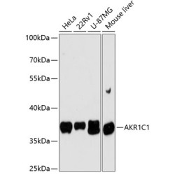 AKR1C1 Rabbit pAb