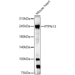 PTPN13 Rabbit pAb
