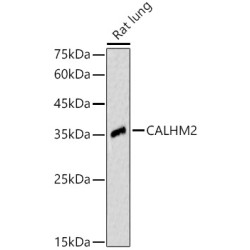 CALHM2 Rabbit pAb