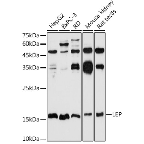 Leptin Rabbit pAb