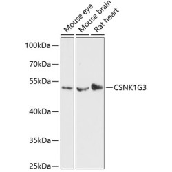 CSNK1G3 Rabbit pAb