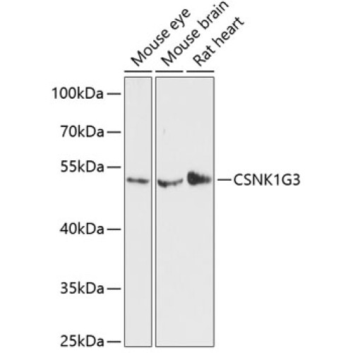 CSNK1G3 Rabbit pAb