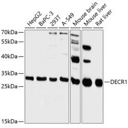 DECR1 Rabbit pAb