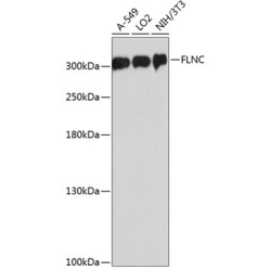 FLNC Rabbit pAb