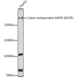 Cation-independent M6PR (IGF2R) Rabbit pAb