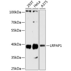 LRPAP1 Rabbit pAb