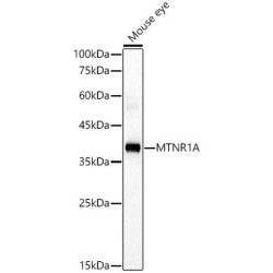 MTNR1A Rabbit pAb