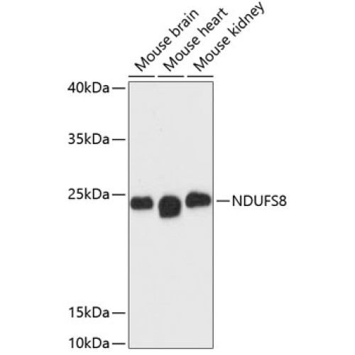 NDUFS8 Rabbit pAb