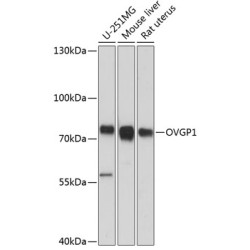 OVGP1 Rabbit pAb