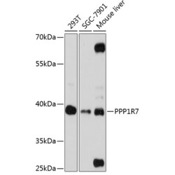 PPP1R7 Rabbit pAb