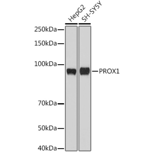 PROX1 Rabbit pAb