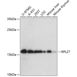 RPL27 Rabbit pAb