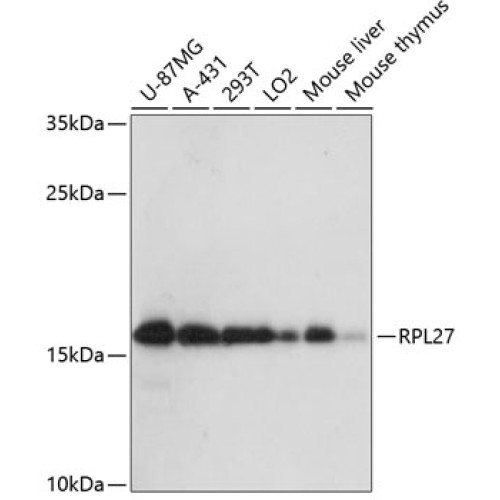 RPL27 Rabbit pAb