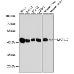 MAPK12 Rabbit pAb