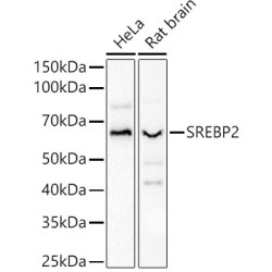 SREBP2 Rabbit pAb