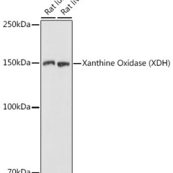 Xanthine Oxidase (XDH) Rabbit pAb