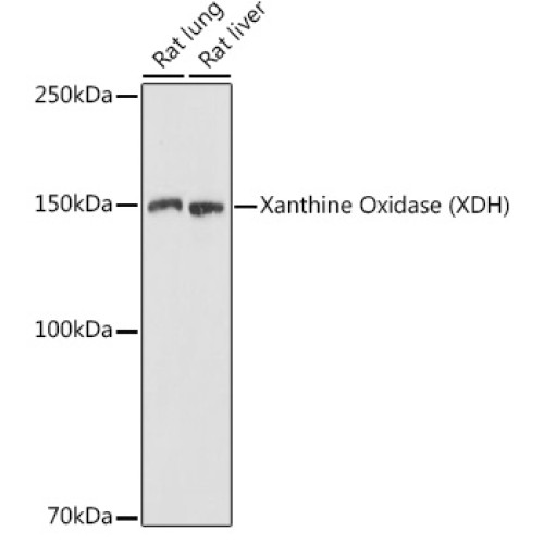 Xanthine Oxidase (XDH) Rabbit pAb