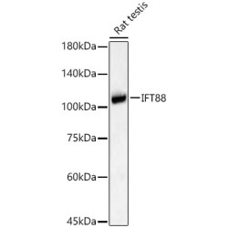 IFT88 Rabbit pAb