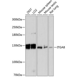 ITGA8 Rabbit pAb