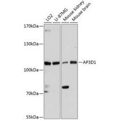 AP3D1 Rabbit pAb